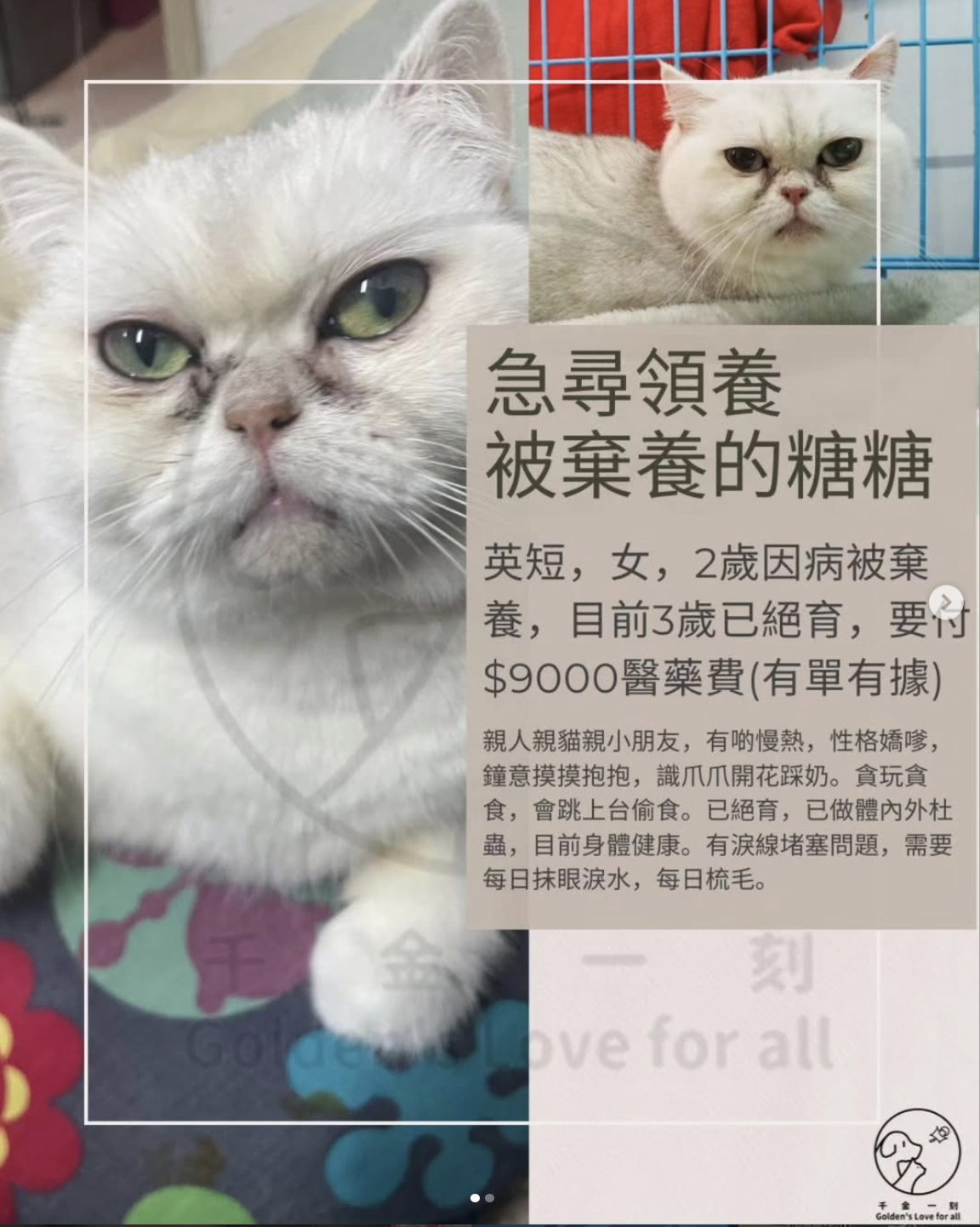 糖糖